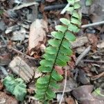 Asplenium platyneuron Folha