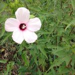 Hibiscus laevis Cvet