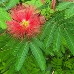 Calliandra tweedieiBloem