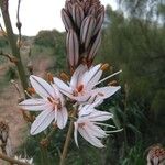 Asphodelus albus Flower