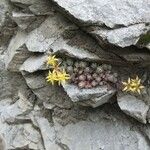 Sedum lanceolatum Elinympäristö