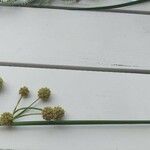 Cyperus difformis Mosusu