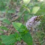 Agastache urticifolia Folla