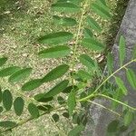Diphysa americana ᱥᱟᱠᱟᱢ