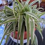 Chlorophytum comosum 葉