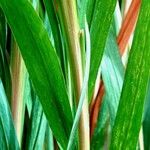 Crocosmia × crocosmiiflora Leaf