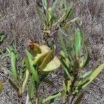 Trichodesma marsabiticum Λουλούδι