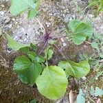 Brassica juncea पत्ता
