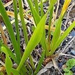 Allium angulosum Folha