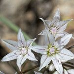 Allium macropetalum फूल