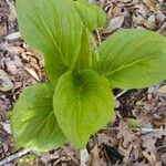 Symplocarpus foetidus Leaf