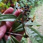 Miconia longifolia Други