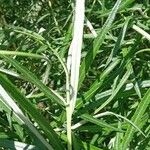 Salix eleagnos Feuille