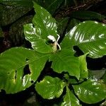 Aphelandra dolichantha List