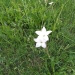 Nicotiana longiflora Кветка