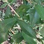 Buddleja × weyeriana Blad