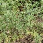 Artemisia cina ശീലം