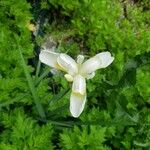 Iris orientalis Цвят