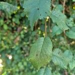 Ulmus carpinifolia Feuille