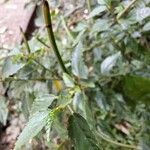 Corchorus siliquosus Fruit