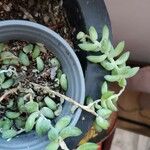 Sedum morganianum Лист