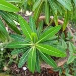 Euphorbia melliferaBlad