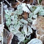 Geranium robertianum Blad