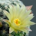 Mammillaria solisioides Cvet