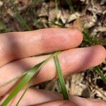 Panicum simile Leaf