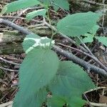 Solidago flexicaulis ഇല