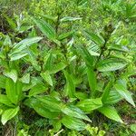 Gentiana punctata Folio