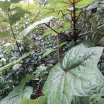Abelmoschus moschatus Frunză