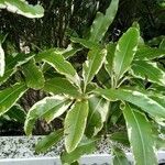 Pittosporum tenuifolium 葉