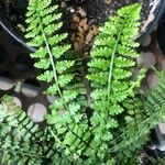 Asplenium fontanum Leht