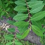 Apocynum cannabinum Leaf