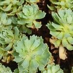 Rhodiola pachyclados Φύλλο