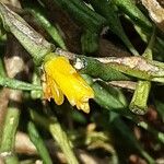 Hatiora salicornioides Blomst