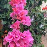 Bougainvillea × buttianaBlomst