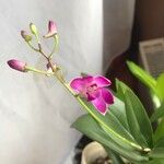 Dendrobium kingianum Kwiat