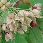 Physocarpus capitatus Fruit