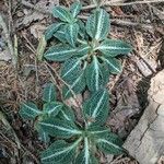 Goodyera pubescens Blatt