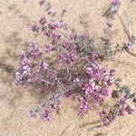 Frankenia corymbosa Flor