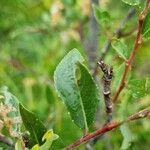 Salix foetida Blad