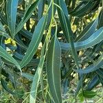 Eucalyptus botryoides Лист