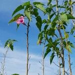 Ipomoea carnea Hábito