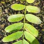 Pterocarya stenoptera Ліст