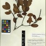 Retiniphyllum