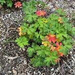 Geranium aculeolatum Leaf