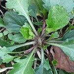 Viola arvensis Blad