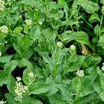 Lepidium draba Leaf